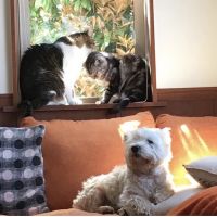 あおぎりの木 会員画像