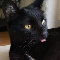 さくらとみみさん