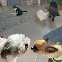 わんにゃん大臣さん