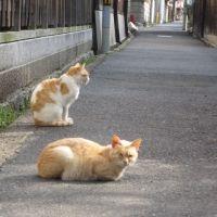 生駒のドテチン 会員画像