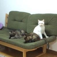 Таке 会員画像