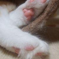 ろろたん 会員画像