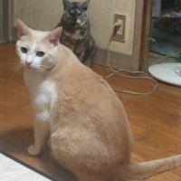 ハナちゃんコウちゃん 会員画像