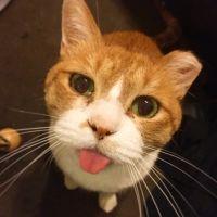 ぴぃちゃん。さん