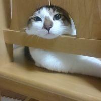 マロチョコ 会員画像