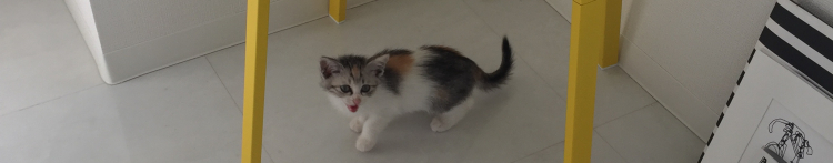 ミホネコさんのホーム