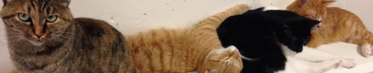 こじはなさんのホーム