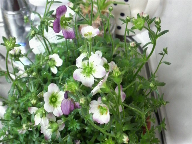 みるきーさんのホーム