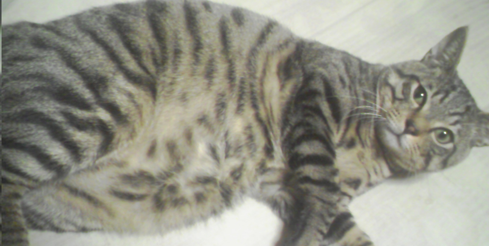 IMANIAさんのホーム