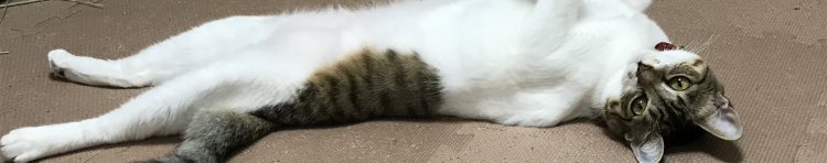 もぬみさんのホーム