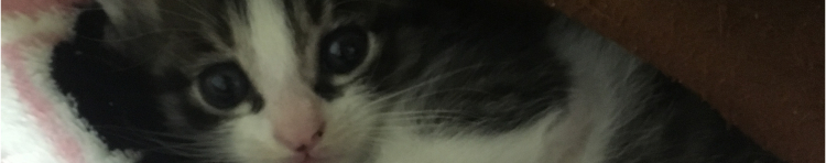 ハク太郎さんのホーム