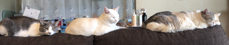 ちるぴー3862さんのホーム