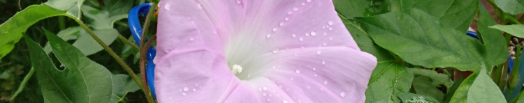 だんご三兄弟の母さんのホーム