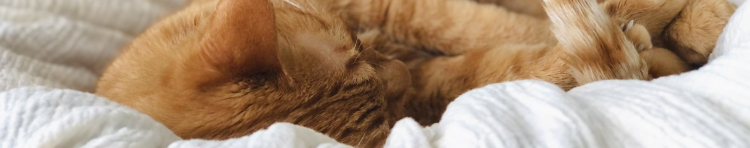 k.きなこさんのホーム