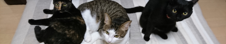 すずしーさんのホーム