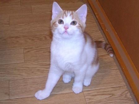 緑のネコさんのホーム