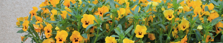 にゃーるそっくさんのホーム