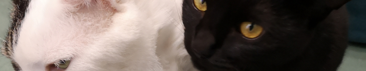 アルにゃさんのホーム