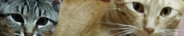 パピちゃん03さんのホーム