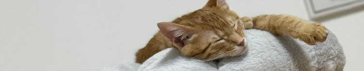 ahnyanさんのホーム