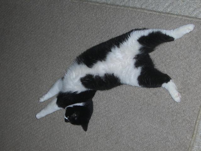 甘えんぼにゃんこさんのホーム