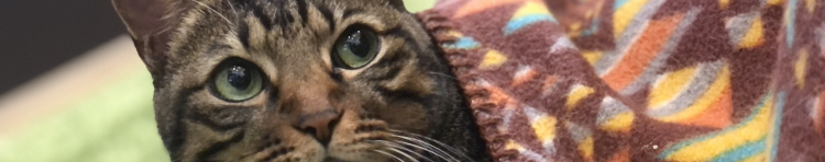 かーきちさんのホーム