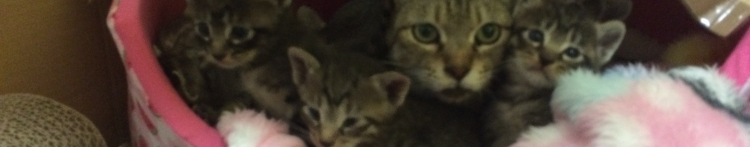 にゃこたさんのホーム