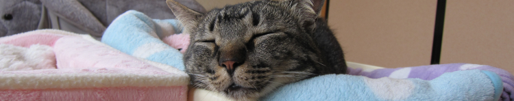 ぽこぴんさんのホーム