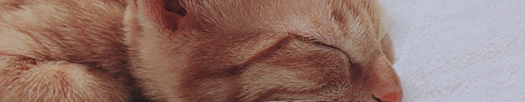 あんともさんのホーム