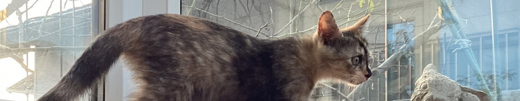 サビコネコさんのホーム