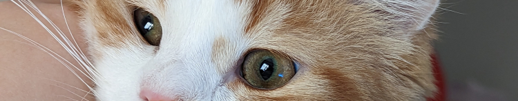 ちゆにゃんさんのホーム