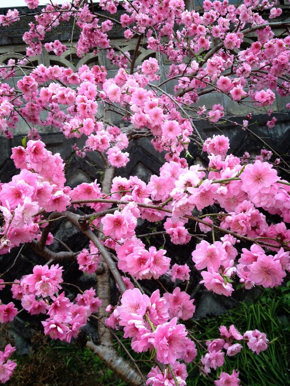 ルルラララブさんのホーム