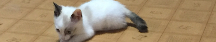 アコちゃんさんのホーム