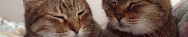 メロン三世さんのホーム