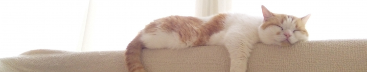 がぼちんさんのホーム