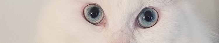 ねこさんひきさんのホーム