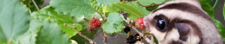 ダヌさんのホーム