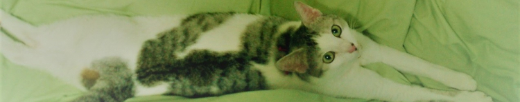 ねこ座さんのホーム