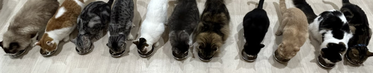 猫じゃれこさんのホーム