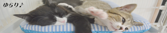 ゆらり♪さんのホーム