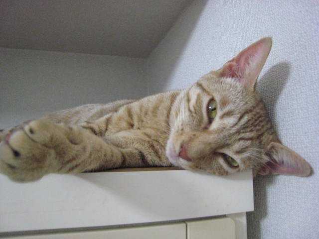 supercatnanaさんのホーム