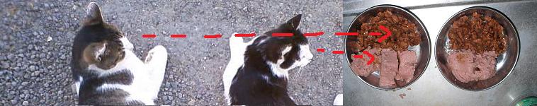 ねこっささんのホーム