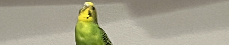 ぬことうちさんのホーム