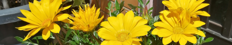 ぷぺるさんのホーム