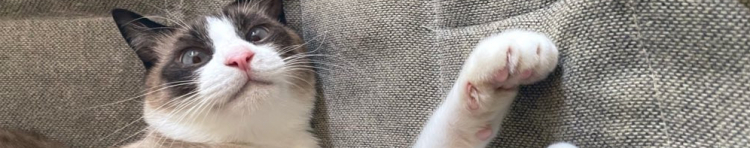 野球少女さんのホーム