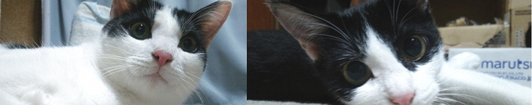 neko戦車さんのホーム