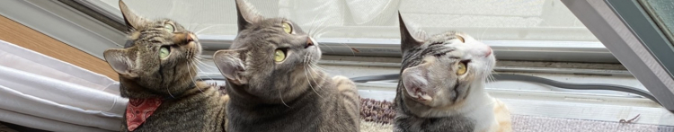 みたこさんのホーム