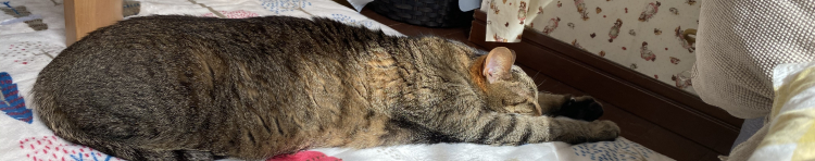 ねこもふころりんさんのホーム
