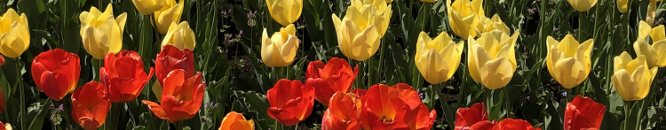 MikeChaさんのホーム