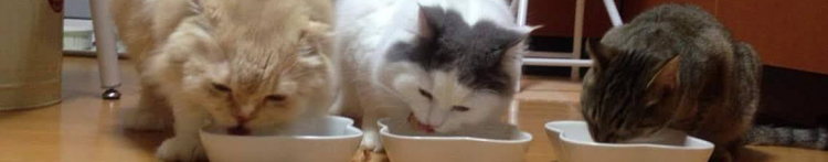 ぶー太さんのホーム